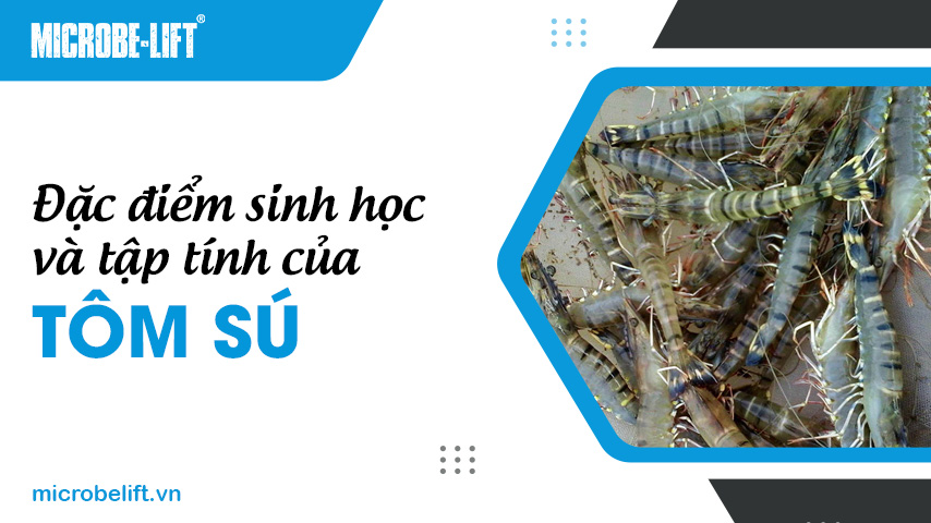 Đặc điểm sinh học và tập tính của tôm sú