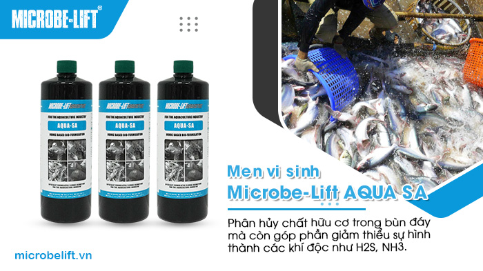 Cá thiếu oxy: Nguyên nhân, dấu hiệu và cách khắc phục