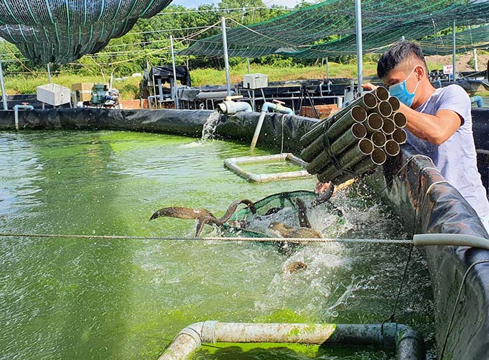 Quy trình kỹ thuật nuôi cá chạch lấu cho năng suất cao!