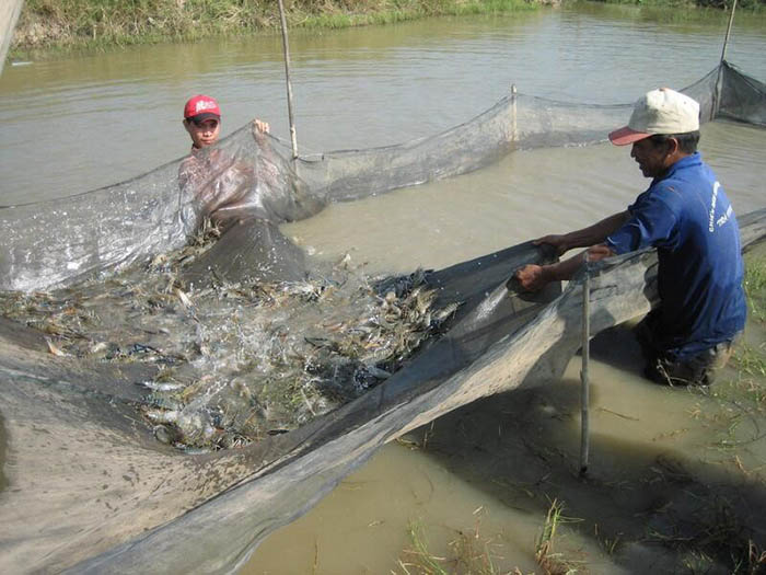 Kỹ thuật nuôi cá rô phi trong bể lót bạt hiệu quả cao!