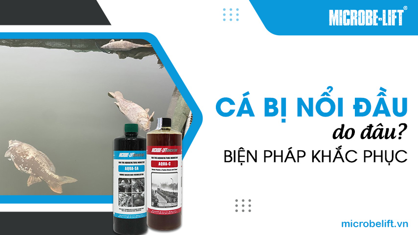 Cá bị nổi đầu do đâu? Biện pháp khắc phục