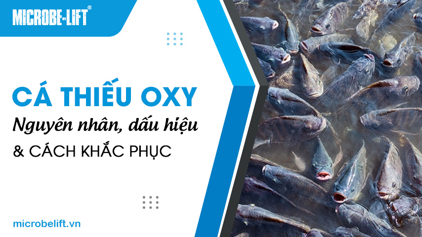 Cá thiếu oxy: Nguyên nhân, dấu hiệu và cách khắc phục