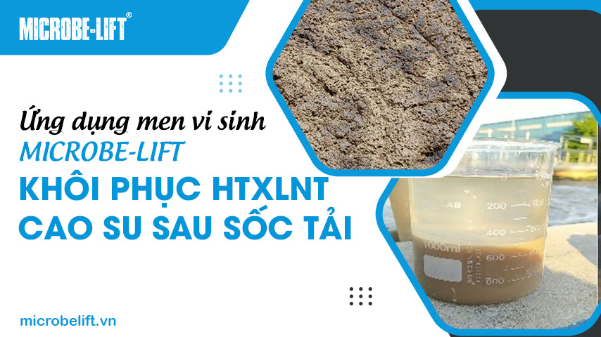 Ứng dụng men vi sinh Microbe-Lift khôi phục hệ thống xử lý nước thải cao su sau sốc tải