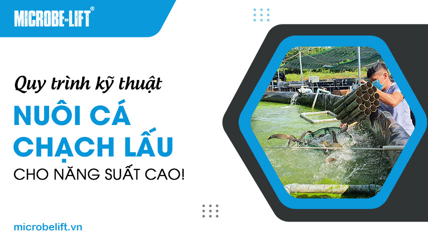 Quy trình kỹ thuật nuôi cá chạch lấu cho năng suất cao!