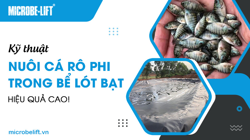 Kỹ thuật nuôi cá rô phi trong bể lót bạt hiệu quả cao!