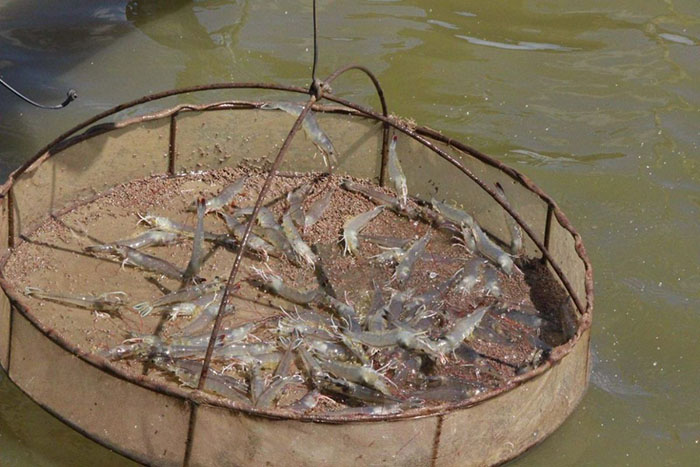 EDTA đóng vai trò quan trọng trong duy trì môi trường nước ao nuôi ổn định EDTA đóng vai trò quan trọng trong duy trì môi trường nước ao nuôi ổn định