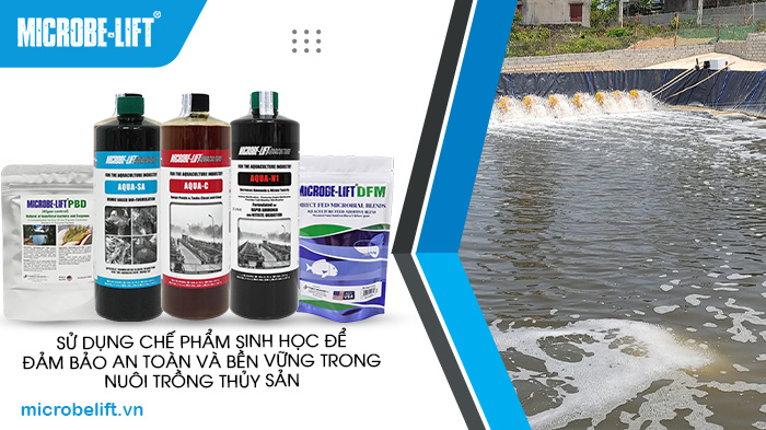 Sử dụng chế phẩm sinh học để đảm bảo an toàn và bền vững trong nuôi trồng thủy sản. Sử dụng chế phẩm sinh học để đảm bảo an toàn và bền vững trong nuôi trồng thủy sản.