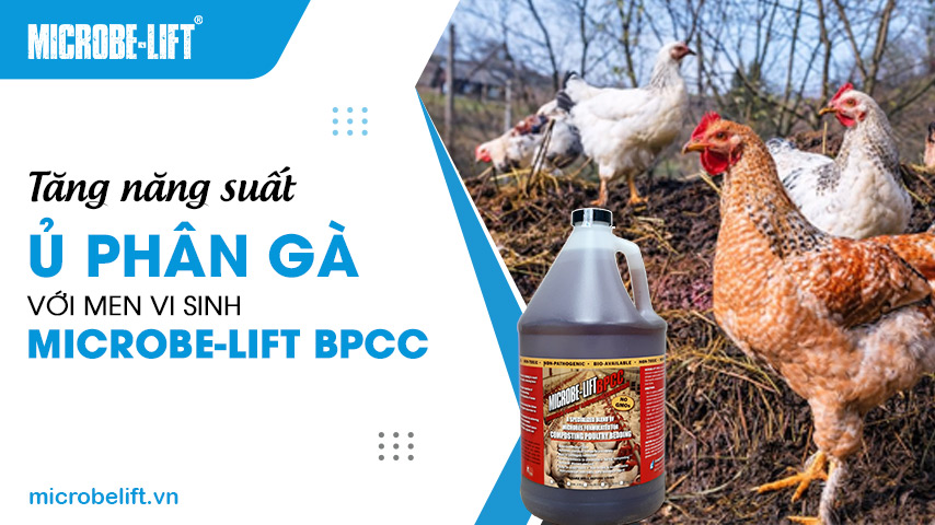 Tăng năng suất ủ phân gà với men vi sinh Microbe-Lift BPCC
