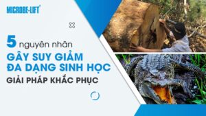 5 nguyên nhân gây suy giảm đa dạng sinh học - Giải pháp khắc phục