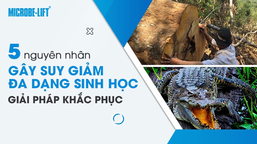 5 nguyên nhân gây suy giảm đa dạng sinh học - Giải pháp khắc phục 1 5 nguyên nhân gây suy giảm đa dạng sinh học - Giải pháp khắc phục