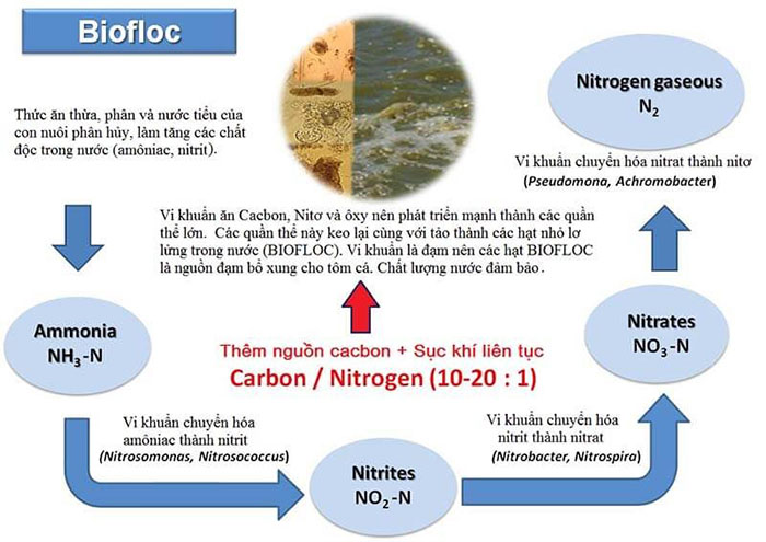 Nguyên lý hoạt động của công nghệ Biofloc. Nguyên lý hoạt động của công nghệ Biofloc.