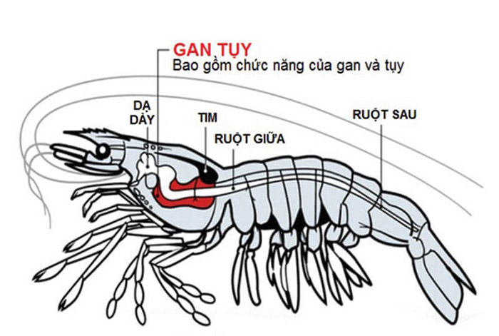 Cơ thể tôm gồm đầu - ngực, bụng và vỏ kitin bảo vệ. Cơ thể tôm gồm đầu - ngực, bụng và vỏ kitin bảo vệ.