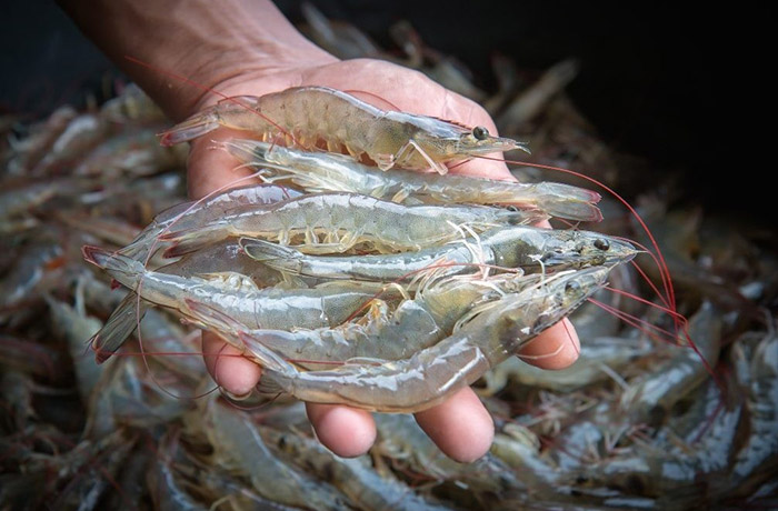 Để nuôi tôm thành công, người nuôi cần áp dụng các phương pháp quản lý chặt chẽ. Để nuôi tôm thành công, người nuôi cần áp dụng các phương pháp quản lý chặt chẽ.