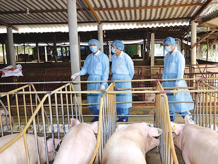 Ngành chăn nuôi Việt Nam có tiềm năng phát triển bền vững cao Ngành chăn nuôi Việt Nam có tiềm năng phát triển bền vững cao