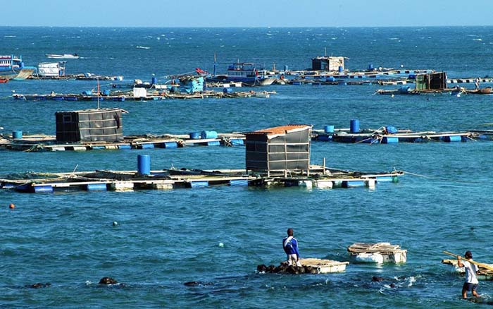 Xu hướng chuyển đổi "thủy sản xanh" của nhiều đơn vị Xu hướng chuyển đổi "thủy sản xanh" của nhiều đơn vị