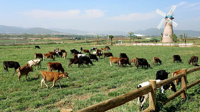 Các trang trại chăn nuôi cần xây dựng xa khu dân cư Các trang trại chăn nuôi cần xây dựng xa khu dân cư