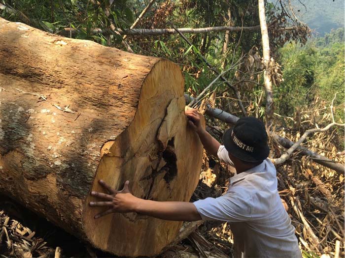 Phá rừng và khai thác gỗ trái phép gây suy giảm đa dạng sinh học. Phá rừng và khai thác gỗ trái phép gây suy giảm đa dạng sinh học.