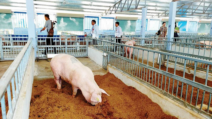 Đệm lót sinh học giúp giảm mùi hôi, bảo vệ môi trường không khí trong chăn nuôi. Đệm lót sinh học giúp giảm mùi hôi, bảo vệ môi trường không khí trong chăn nuôi.