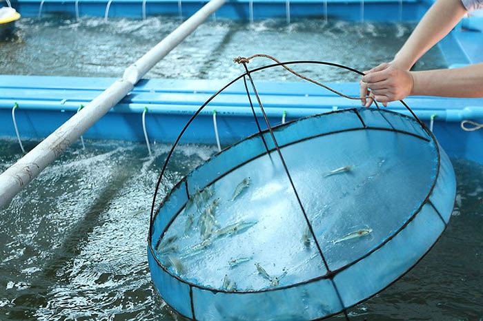 Những tiến bộ trong công nghệ sinh học đã giúp cải thiện chất lượng giống thủy sản. Những tiến bộ trong công nghệ sinh học đã giúp cải thiện chất lượng giống thủy sản.