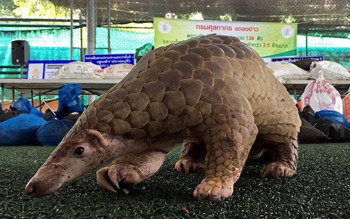 Tê tê là một trong những loài động vật có nguy cơ tuyệt chủng tại Việt Nam. Tê tê là một trong những loài động vật có nguy cơ tuyệt chủng tại Việt Nam.