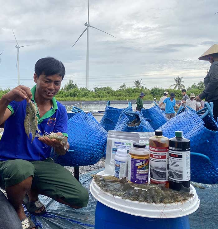 Sử dụng men vi sinh giúp ổn định môi trường sức khỏe tôm, góp phần có một vụ nuôi tôm thành công. Sử dụng men vi sinh giúp ổn định môi trường sức khỏe tôm, góp phần có một vụ nuôi tôm thành công.