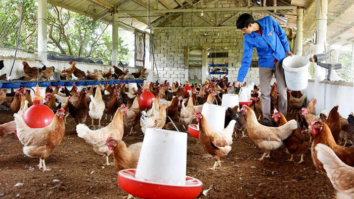 Việt Nam đang đẩy mạnh phát triển chăn nuôi theo hướng tuần hoàn Việt Nam đang đẩy mạnh phát triển chăn nuôi theo hướng tuần hoàn