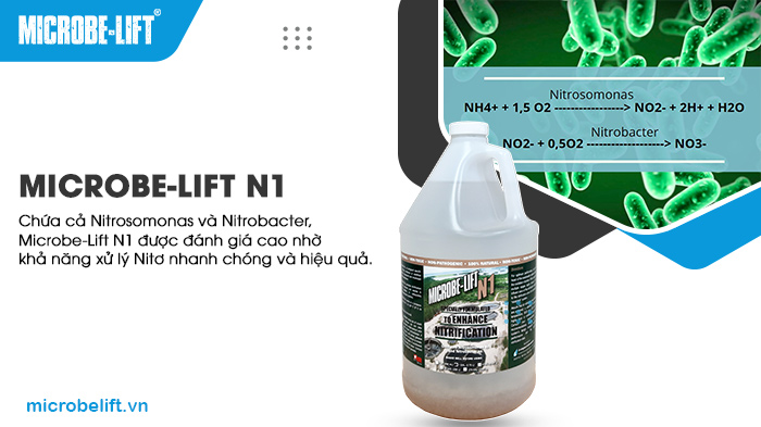 Kỹ thuật xử lý nước thải sinh học hiệu quả hiện nay! 2 Bổ sung Nitrosomonas và Nitrobacter là giải pháp hiệu quả để xử lý nước thải chứa lượng Nitơ cao.