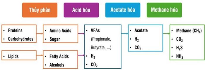4 giai đoạn của quá trình xử lý sinh học kỵ khí. 4 giai đoạn của quá trình xử lý sinh học kỵ khí.