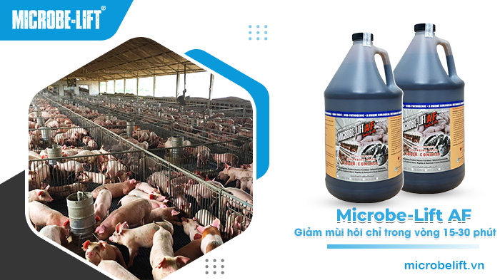 Men vi sinh Microbe-Lift AF giúp xử lý nhanh chóng các khí NH3, H2S, Mercaptan và độc tính liên quan, giảm mùi hôi chỉ trong vòng 15-30 phút sử dụng. Men vi sinh Microbe-Lift AF giúp xử lý nhanh chóng các khí NH3, H2S, Mercaptan và độc tính liên quan, giảm mùi hôi chỉ trong vòng 15-30 phút sử dụng.