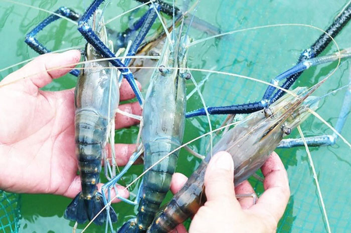Giữ môi trường sạch, bổ sung dinh dưỡng, kiểm soát mật độ giúp bảo vệ đuôi tôm. Giữ môi trường sạch, bổ sung dinh dưỡng, kiểm soát mật độ giúp bảo vệ đuôi tôm.