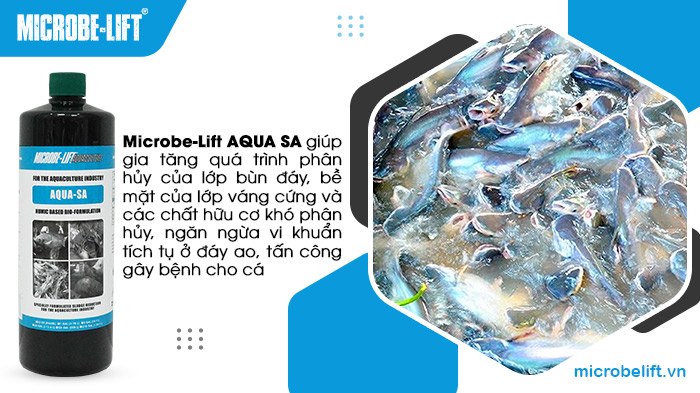 Men vi sinh Microbe-Lift AQUA SA giúp làm sạch đáy ao, hạn chế khí độc sinh ra trong ao nuôi cá. Men vi sinh Microbe-Lift AQUA SA giúp làm sạch đáy ao, hạn chế khí độc sinh ra trong ao nuôi cá.