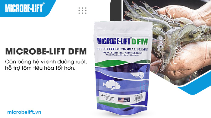 Bổ sung men vi sinh Microbe-Lift DFM cân bằng hệ vi sinh đường ruột, hỗ trợ tôm tiêu hóa tốt hơn. Bổ sung men vi sinh Microbe-Lift DFM cân bằng hệ vi sinh đường ruột, hỗ trợ tôm tiêu hóa tốt hơn.