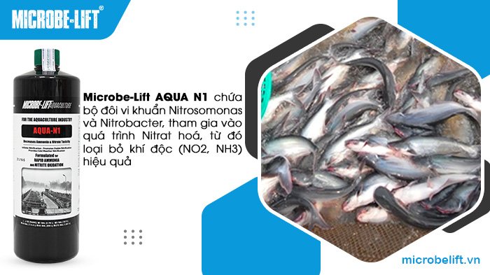 Lựa chọn men vi sinh xử lý nước ao nuôi cá tra 3 Men vi sinh Microbe-Lift AQUA N1 chứa bộ đôi vi khuẩn tham gia vào quá trình Nitrat hóa, loại bỏ khí độc hiệu quả.