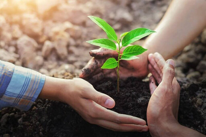 Trồng cây, bảo vệ rừng để hấp thụ CO2, giảm khí thải và cân bằng khí hậu Trồng cây, bảo vệ rừng để hấp thụ CO2, giảm khí thải và cân bằng khí hậu