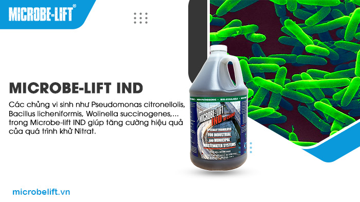 Kỹ thuật xử lý nước thải sinh học hiệu quả hiện nay! 3 Các chủng vi sinh như Pseudomonas citronellolis, Bacillus licheniformis, Wolinella succinogenes,... trong Microbe-lift IND giúp tăng cường hiệu quả của quá trình khử Nitrat.