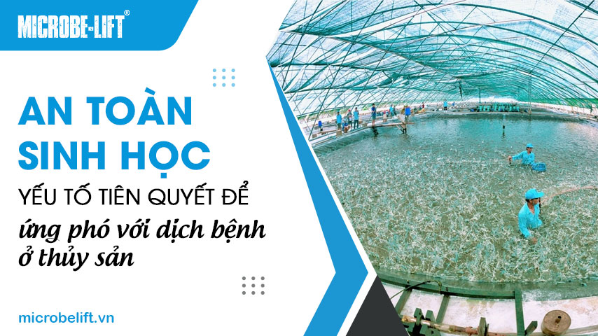 An toàn sinh học: Yếu tố tiên quyết để ứng phó với dịch bệnh ở thủy sản
