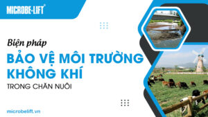 Biện pháp bảo vệ môi trường không khí trong chăn nuôi