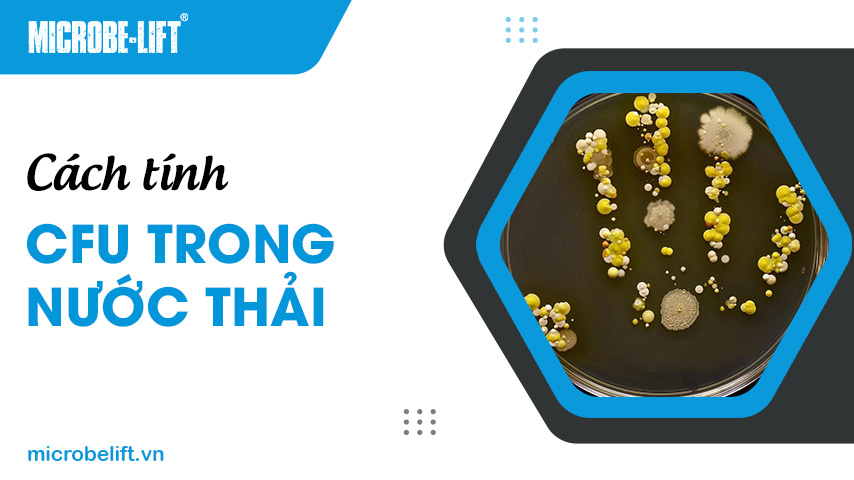 Cách tính CFU trong nước thải