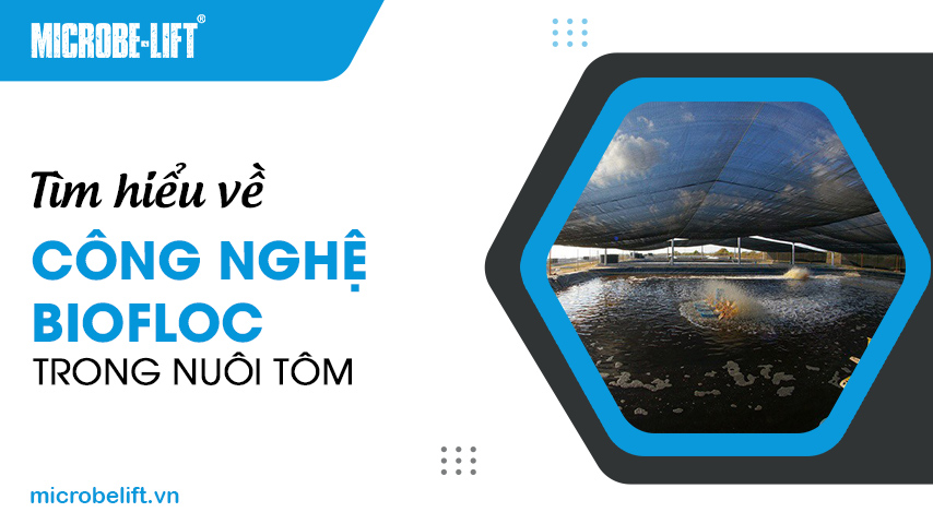 Tìm hiểu về công nghệ Biofloc trong nuôi tôm