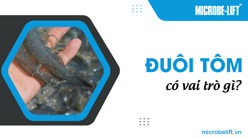 Đuôi tôm có vai trò gì?