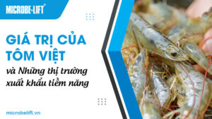 Giá trị của tôm Việt và và những thị trường xuất khẩu tiềm năng