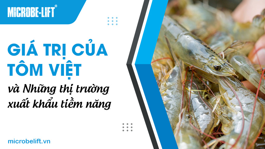 Giá trị của tôm Việt và và những thị trường xuất khẩu tiềm năng