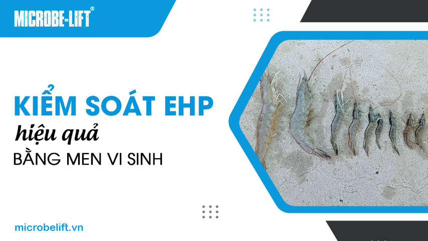 Kiểm soát EHP hiệu quả bằng men vi sinh