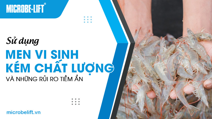 Sử dụng men vi sinh kém chất lượng và những rủi ro tiềm ẩnSử dụng men vi sinh kém chất lượng và những rủi ro tiềm ẩn