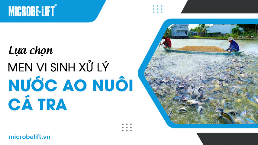 Lựa chọn men vi sinh xử lý nước ao nuôi cá tra
