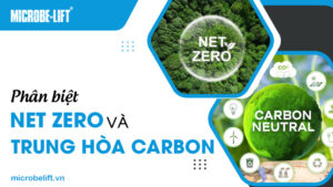 Phân biệt Net Zero và trung hòa Carbon