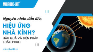 Nguyên nhân dẫn đến hiệu ứng nhà kính? Hậu quả và biện pháp khắc phục