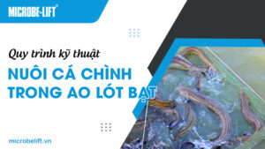 Quy trình kỹ thuật nuôi cá chình trong ao lót bạt