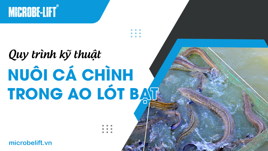Quy trình kỹ thuật nuôi cá chình trong ao lót bạt
