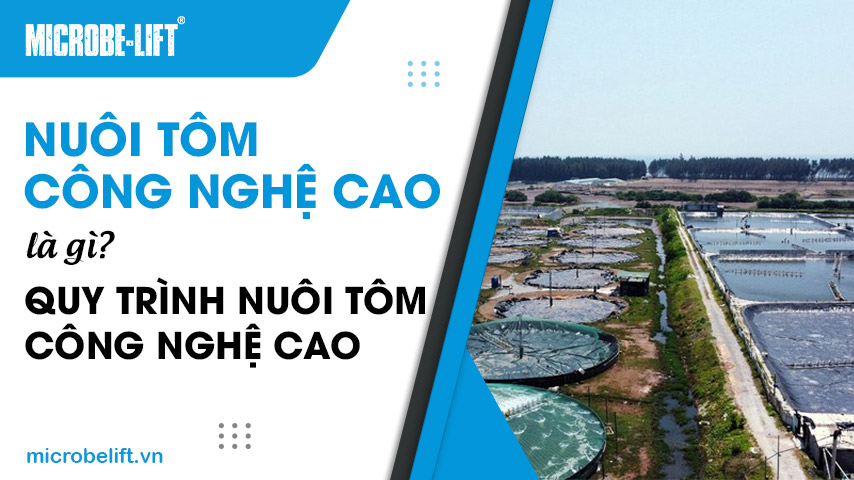 Nuôi tôm công nghệ cao là gì? Quy trình nuôi tôm công nghệ cao
